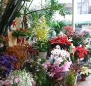 「花舎」　（神奈川県藤沢市）の花屋店舗写真2